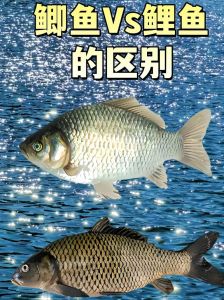 鲤鱼和鲫鱼的区别图片_鲫鱼鲤鱼有啥不一样？
