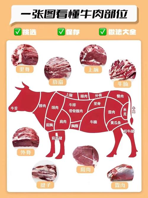 牛各部位肉分布图_炖烤煎炒全解析