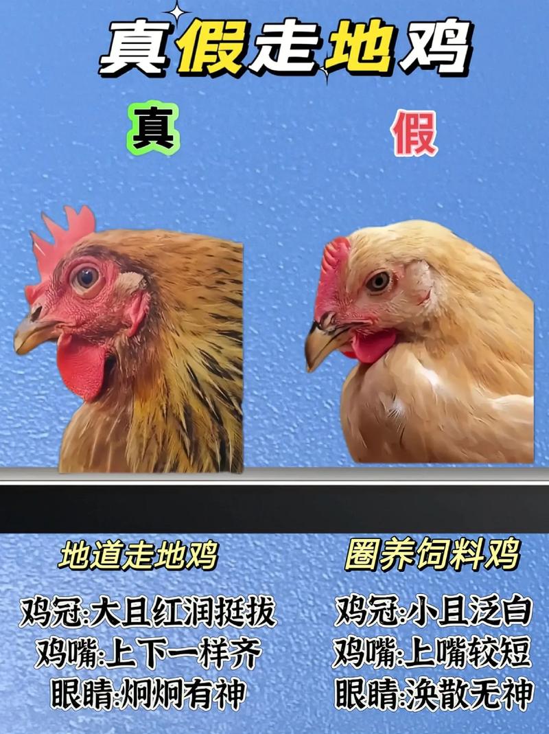 仔公鸡和童子鸡的区别_童子鸡嫩,老母鸡香,普通鸡适炖 仔公鸡和童子鸡的区别_童子鸡嫩,老母鸡香,普通鸡适炖