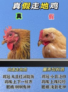 仔公鸡和童子鸡的区别_童子鸡嫩，老母鸡香，普通鸡适炖