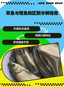 草鱼鲫鱼鲤鱼对比图_草鱼鲫鱼鲤鱼花鲢