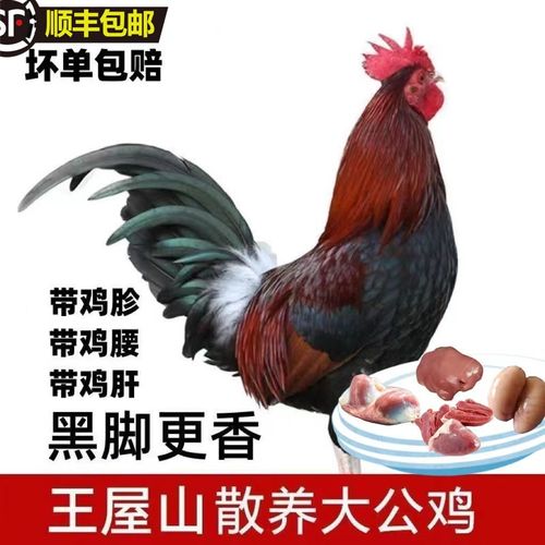 异族大黑公鸡与大黑公鸡区别_精心选育的黑金蛋鸡