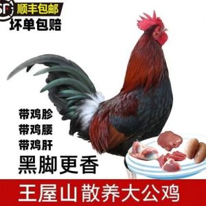 异族大黑公鸡与大黑公鸡区别_精心选育的黑金蛋鸡