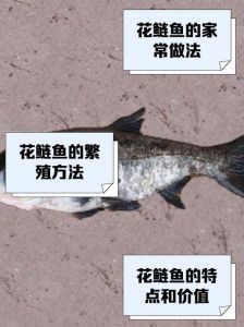 花鲢跟雄鱼有区别吗_花鲢雄鱼怎么分？