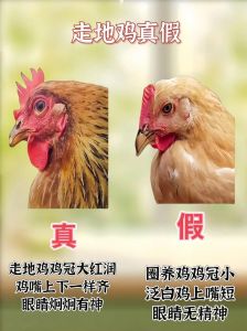 怎么挑选笨公鸡_挑笨公鸡看外观活力，好鸡羽毛鲜艳，行动活泼，卖家信息要可靠
