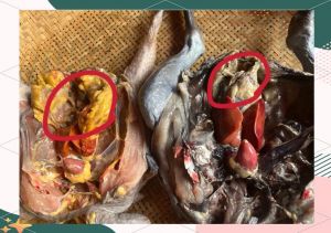 真土鸡与假土鸡的区别_看油色肉质感，炖汤尝味道