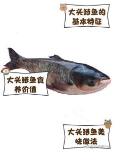 鲢鳙跟大头鱼区别_大头鱼介绍