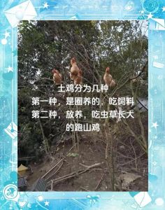 麻鸡和土鸡的区别_外观肉质有别，选对做法更美味