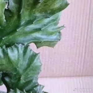 玉麒麟的养殖方法和注意事项_玉麒麟好养，疏松土光照适，浇水施肥有讲究
