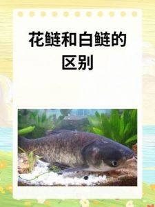 花鲢鱼和大头鱼的区别_长相口味大不同