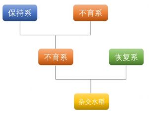 举例说明三系制种的原理和方法_不育系与恢复系繁殖杂交种