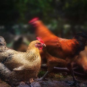 麻鸡和三黄鸡的区别_口感营养大不同