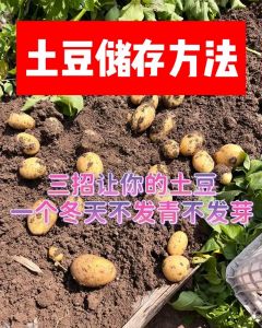 大量土豆长期保存方法一年_避光通风存土豆，发芽变绿快扔掉