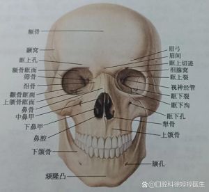 颌面部包括哪些部位_内科外科整形全方位守护