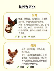 蛋鸡和柴鸡啥区别_产蛋肉兼用，新手如何选？