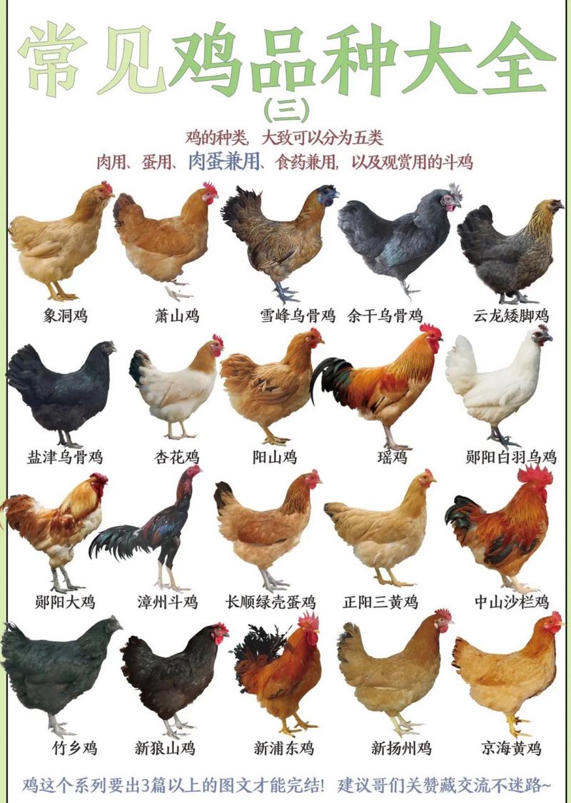 土鸡的品种有哪些_南北风味各不同