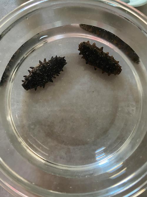 干海参泡发前后对比_干海参分糖干盐干淡干，泡发好技巧很重要！
