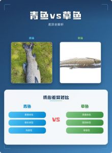 青鱼鲤鱼草鱼对比图_青鱼和草鱼的区别