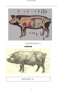 猪各部位分解图_梅菜红烧小炒前腿炖肘子卤腱子溜里脊烧五花肉