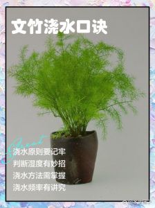 王竹子灌热水最简单三个步骤_速泡温泡醋泡，软硬随心！