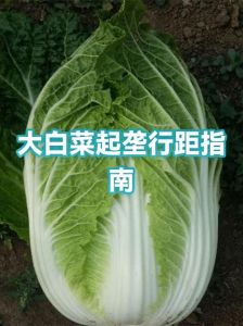起垄种白菜的正确方法_垄栽白菜，根壮病少，产量高！