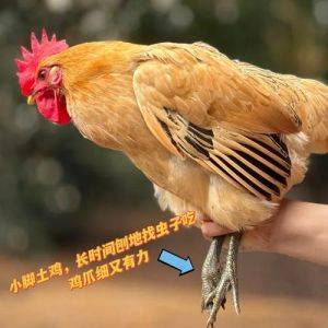 草鸡和柴鸡麻鸡的区别_草鸡柴鸡麻鸡有啥区别？