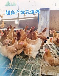 产绿壳蛋的鸡有哪些品种_绿壳蛋鸡好，产蛋多营养高