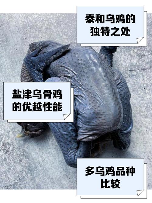 乌鸡和老母鸡哪个脂肪高_乌鸡老母鸡营养区别，如何选？