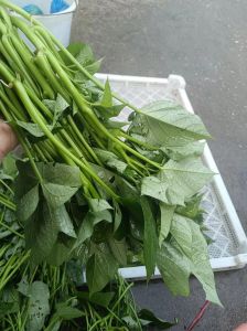 苕尖与红薯叶的区别_红薯叶嫩尖，鲜嫩可口，营养高！