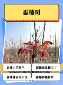 香椿树苗的养殖方法和注意事项_阳光水肥修剪全知道