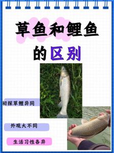 鲤鱼和草鱼对比图片_鲤鱼草鱼怎么分？胡须口形是关键！