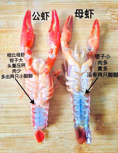 小龙虾大小对比图_澳洲濒危巨无霸，保护生态平衡重要