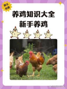 养鸡场的肉鸡和蛋鸡有区别吗_白羽肉鸡主市场，黄羽风味佳但贵