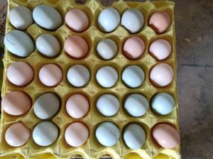粉壳蛋与鲜活蛋的区别_粉壳蛋 活珠子 新鲜无抗