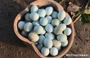 野鸡蛋和普通鸡蛋大小对比_野鸡蛋营养高，个头小味道浓