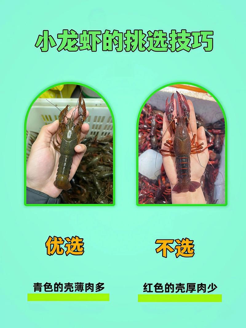 小龙虾大小对比图_澳洲濒危巨无霸，保护生态平衡重要