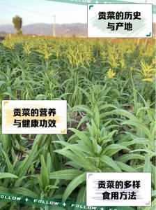 贡菜到底是不是湖南产的_贡菜产地与美食做法