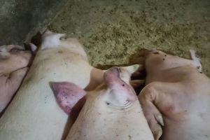 猪耳朵属于发物吗_猪耳朵营养好，清淡吃对皮肤关节好