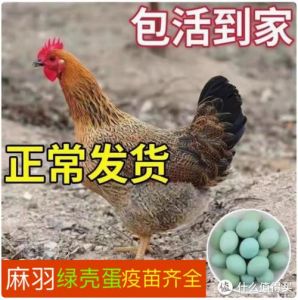 麻鸡和二笨鸡有什么区别_外观肉质大不同