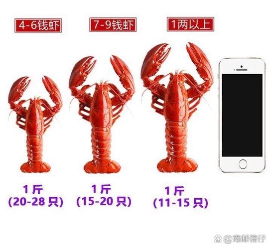 小龙虾大小对比图_澳洲濒危巨无霸，保护生态平衡重要