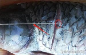 鲤鱼腥线怎么去图解_去鱼腥线，鱼肉更鲜美