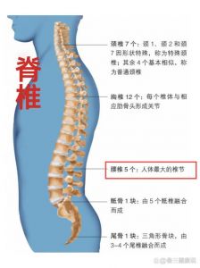 腰5骶1的位置示意图图解_L5-S1腰痛腿麻？保护方法看这里！
