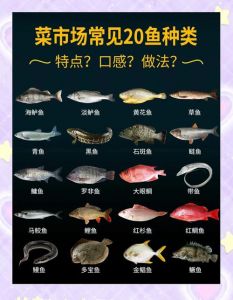 大头鱼和鲢鳙的区别_外形相似，性格迥异