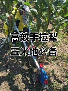 玉米起垄的正确方法_玉米科学种植，高产又增收