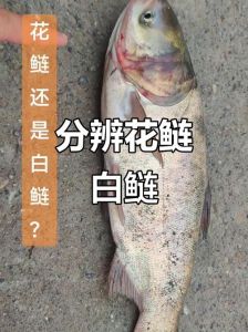 白鲢鱼和花鲢鱼区别_白鲢花鲢怎么分？吃食不同价各异