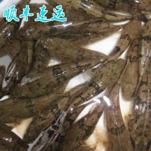 沙塘鳢和笋壳鱼区别_价差大，易混淆