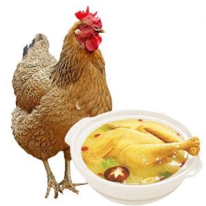 笨鸡和白条鸡的区别_散养肉质好，速成价更优