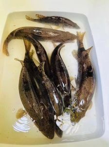 桂花鱼有没有小刺_无刺鲜美，贵价营养鱼