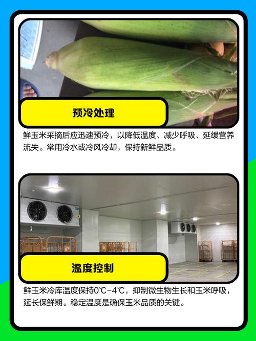 冷库怎样大批量保存新鲜玉米_冷藏或速冻，锁住香甜