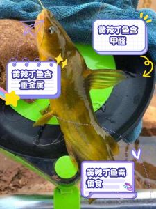 汪刺鱼和黄辣丁的区别_汪刺鱼黄辣丁黄骨鱼都是啥鱼？